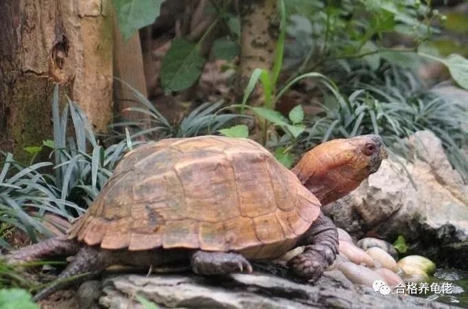养龟健康,养龟日常永远不要跟别人解释自己