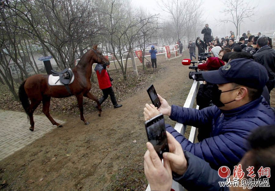 花千万引进七匹汗血宝马盛唐舞马技艺将再现西安