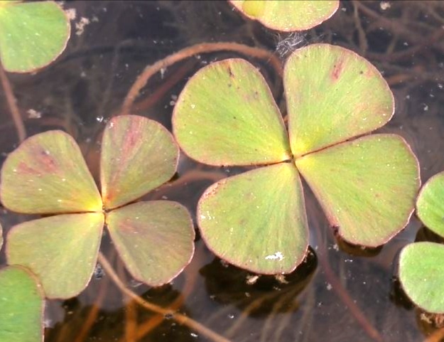 高效氟吡甲禾灵除草剂防治什么草,防治葎草的除草剂