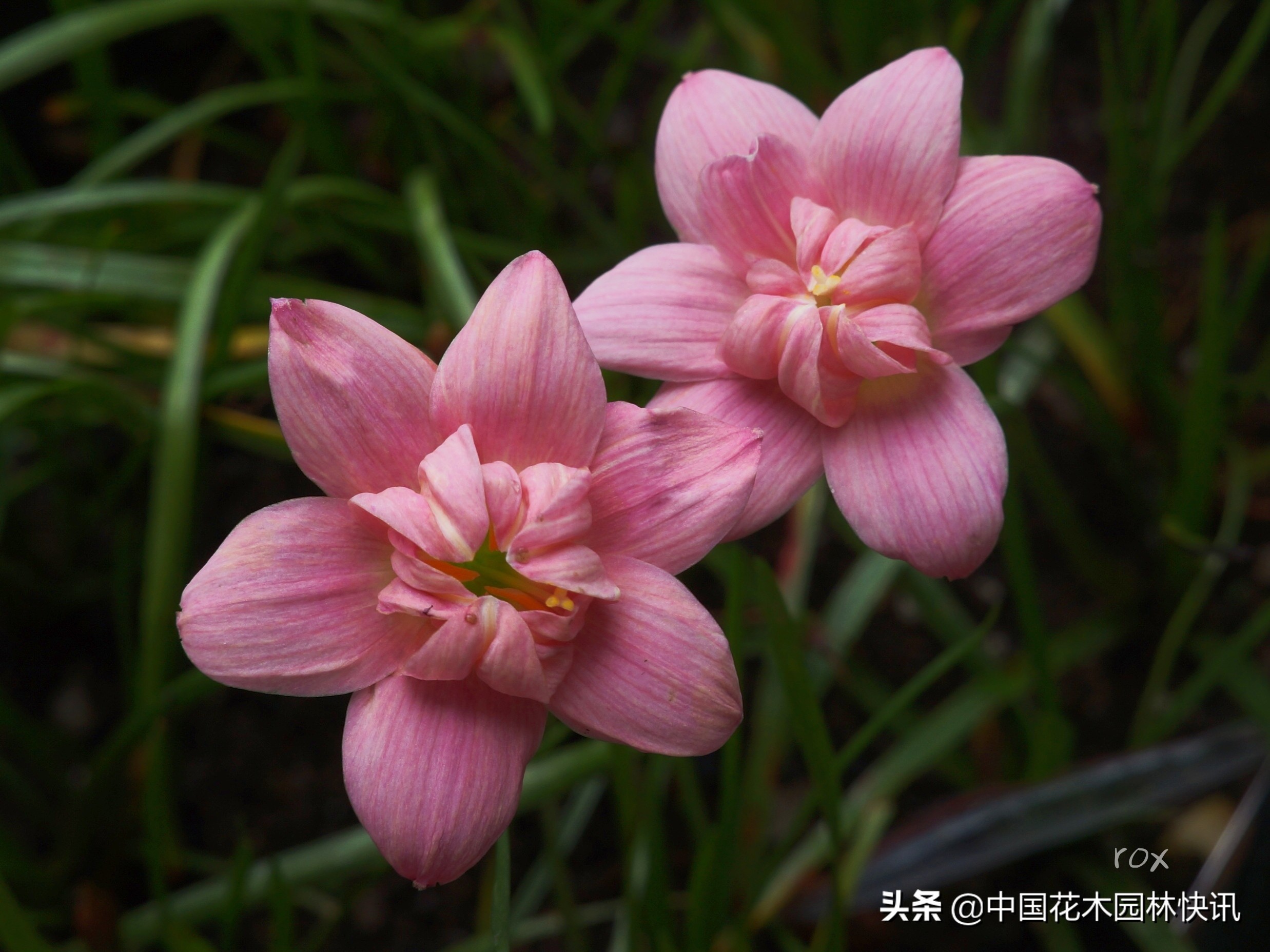 广西青年韦家隆：批量育成睡莲风雨兰新品种