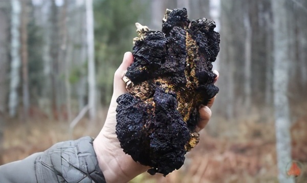 五千年前的奥兹冰人,历史上真实的奥兹冰人