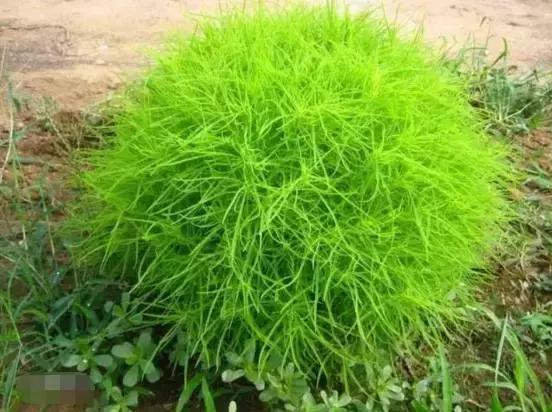 植物小时候和长大的名字不一样,小时候一种类似于甘蔗的植物