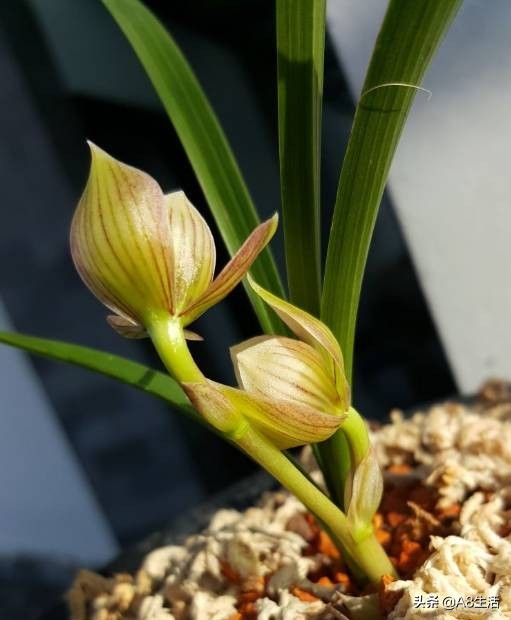 春兰姜氏荷兰名品欣赏,姜氏荷兰花春兰