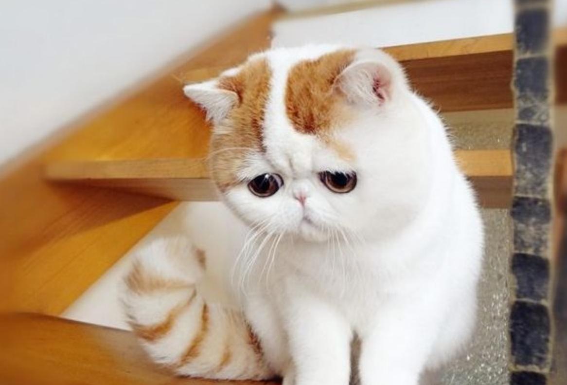 养加菲猫性格不好,养加菲是一种什么体验