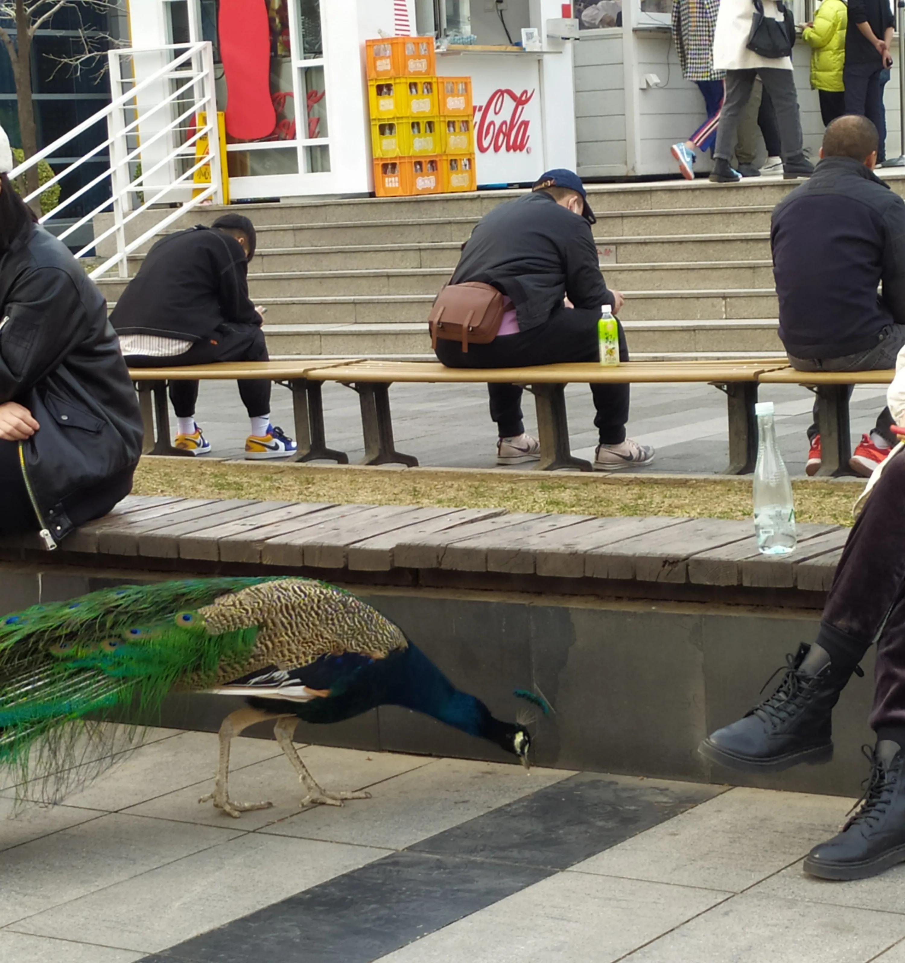 东方时尚驾校微博,东方时尚驾校相关视频