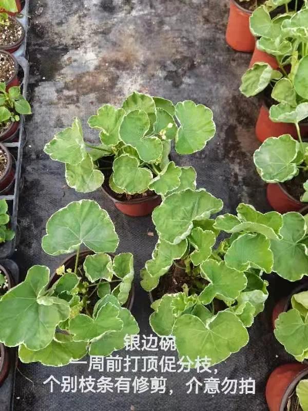 垂吊天竺葵哪些品种容易爆花,天竺葵羊宝和糖果双色哪个更爆花