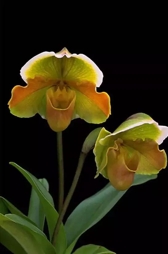 十大绝美兰花图片欣赏,南阳珍稀野生兰花图片