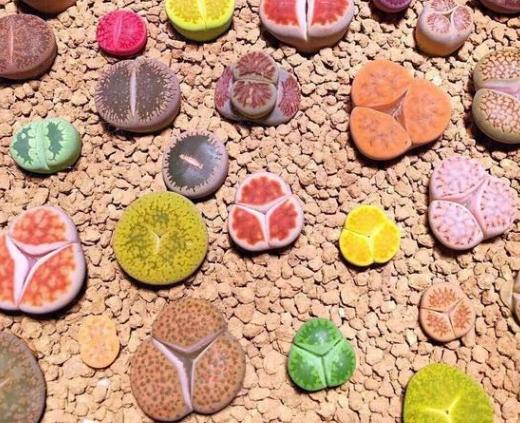 生石花怎么养得越来越大,生石花在室内怎么养