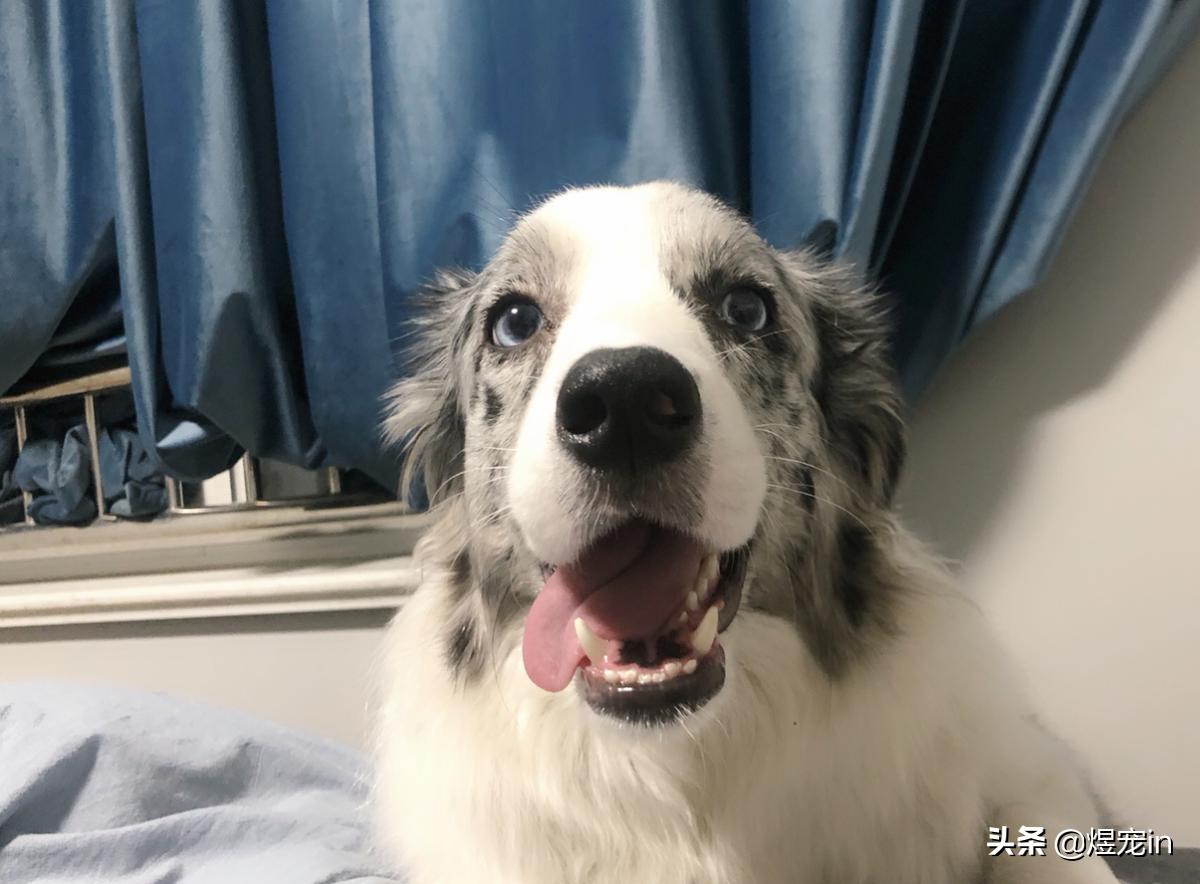 家里的狗狗掉毛,边牧狗掉毛家里怎么打理