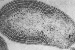 下过滤鱼缸怎么加硝化细菌,鱼缸新开缸硝化细菌怎么加