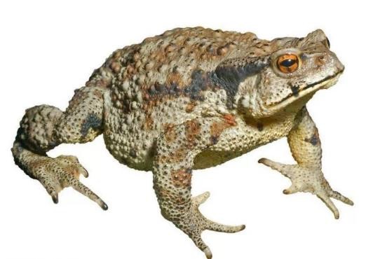 龟类的进化过程图片,龟鳖目动物外形特征