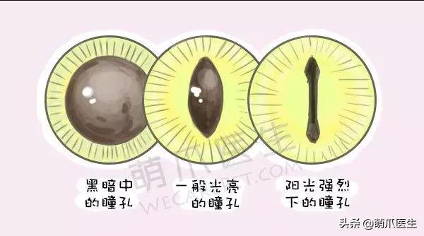 双目失明的猫咪好养吗,瞎了一只眼睛的猫能养吗