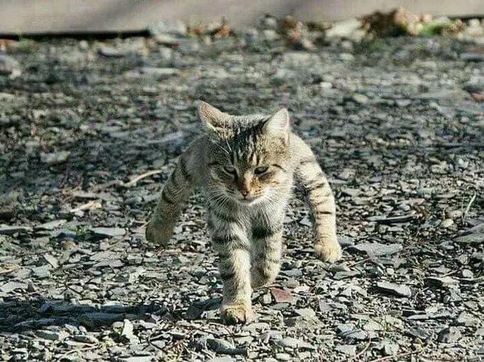 动物沙雕表情包搞笑,沙雕模仿动物表情包