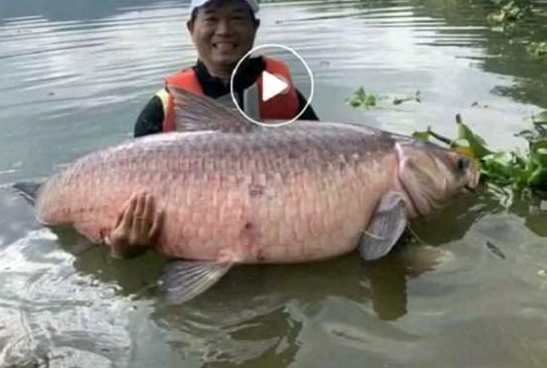 人怕出名鱼怕邓刚，因为“水库盘鱼塘老板”的视频走红