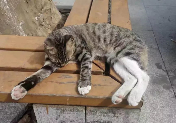 救助流浪猫不让刷礼物,救助流浪猫但是猫猫不动