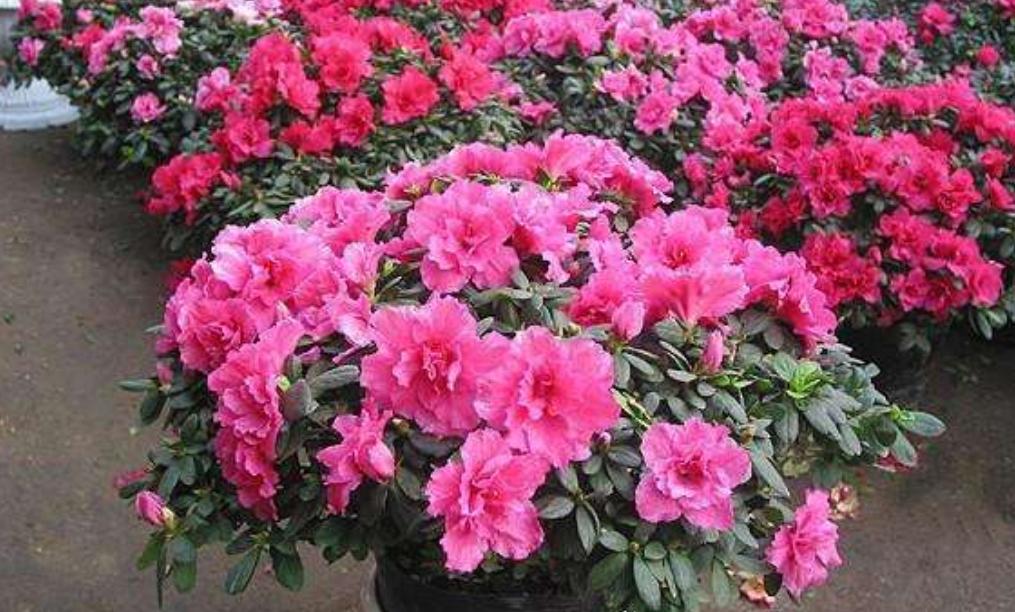 杜鹃花老是败,杜鹃花很容易枯萎