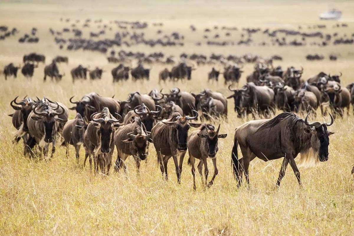 肯尼亚第一大城市,东非小巴黎