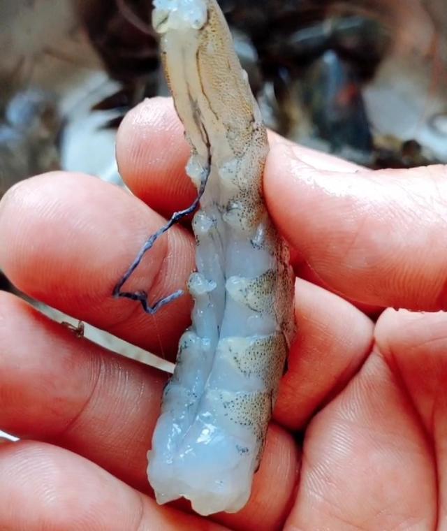 鲜虾如何速冻保存,鲜虾怎么保存24小时为最新鲜