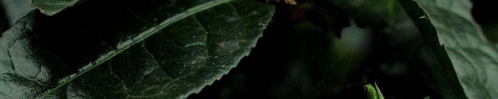 传承018九宫格古树熟茶，易掰好泡，便携式生活茶里的王炸款！