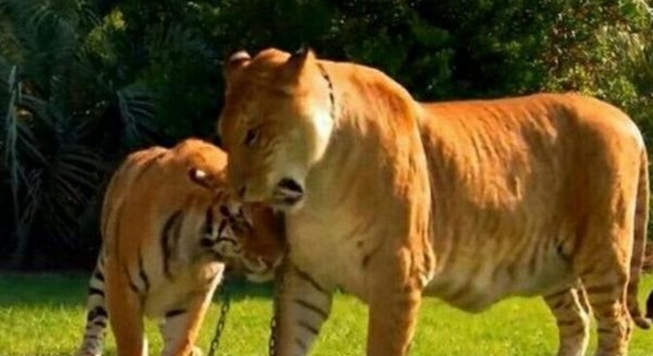 狮虎兽与狮子老虎谁厉害,巨型狮虎兽体重