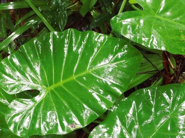 怎么样叶片变得油亮,用什么可以让叶子油亮