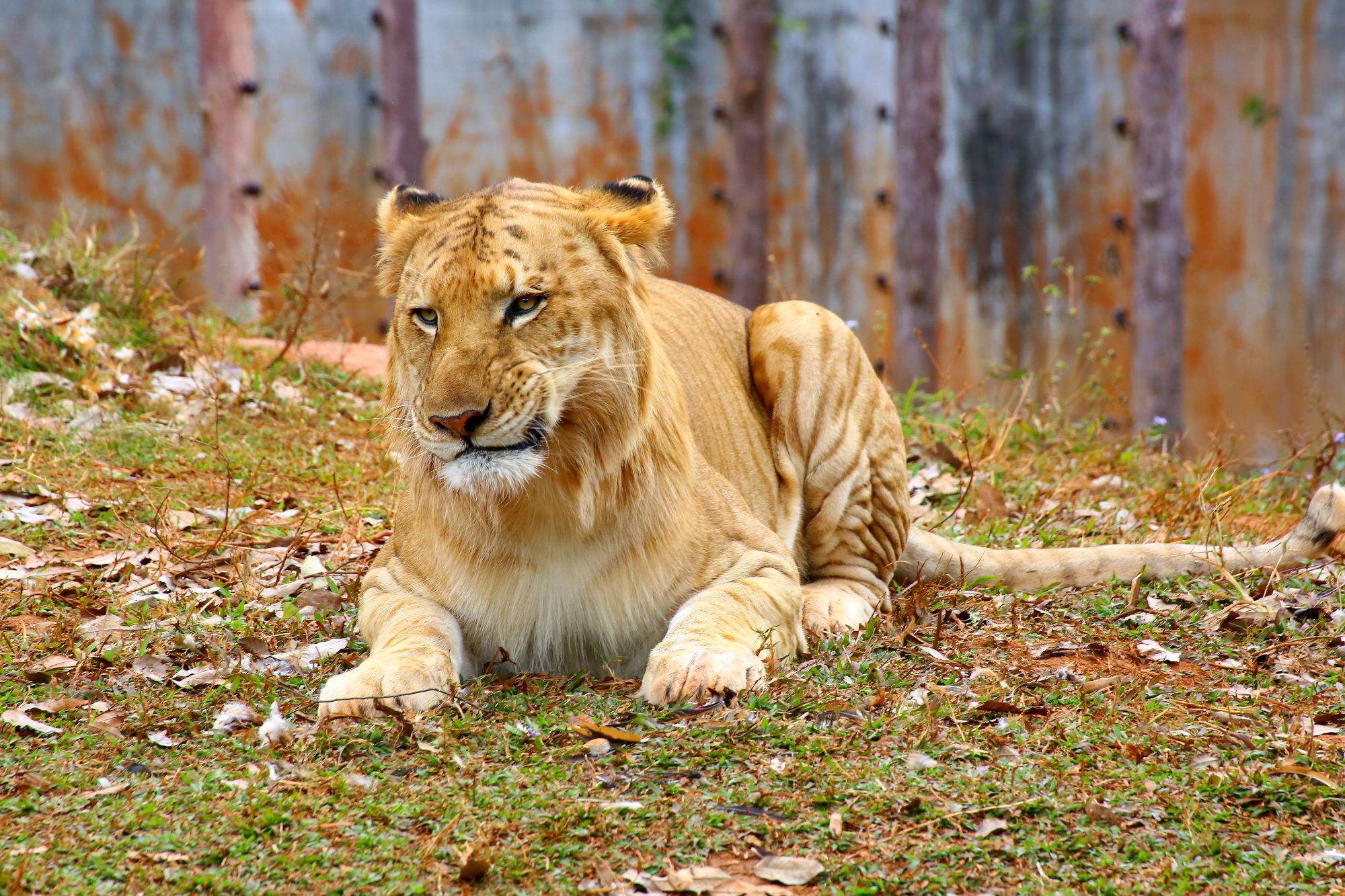 为什么黑黄白人种没有生殖隔离,黄种人和黄种人有生殖隔离吗