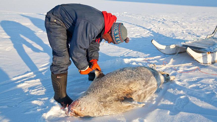 爱斯基摩人的生活现状,爱斯基摩人靠什么维持生活