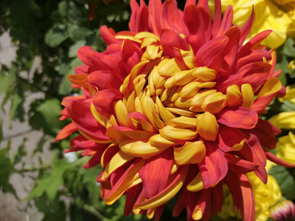 菊花有哪些病虫害及防治,菊花常见病害及治疗方法