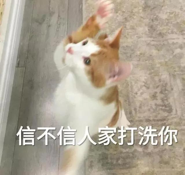 猫咪尿血需要怎么治疗,猫咪尿血有什么治疗方法