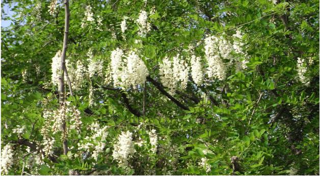 国槐文化寓意,国槐象征的文化