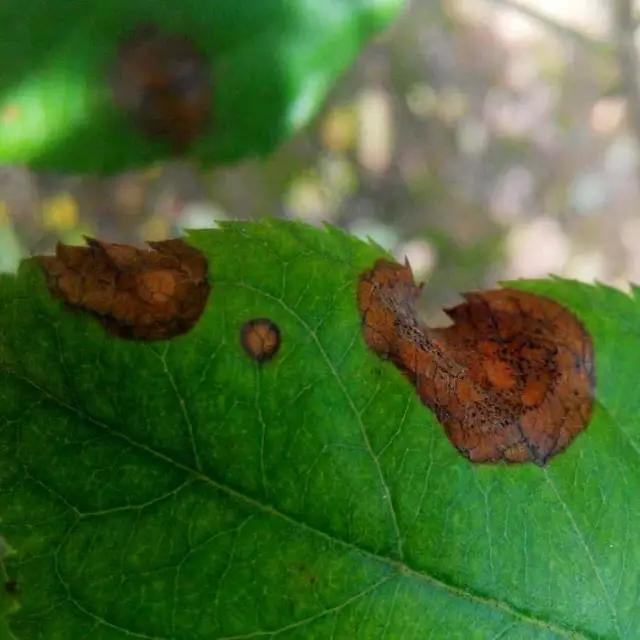 苹果的主要病虫害及如何防治,防治苹果病害的方法