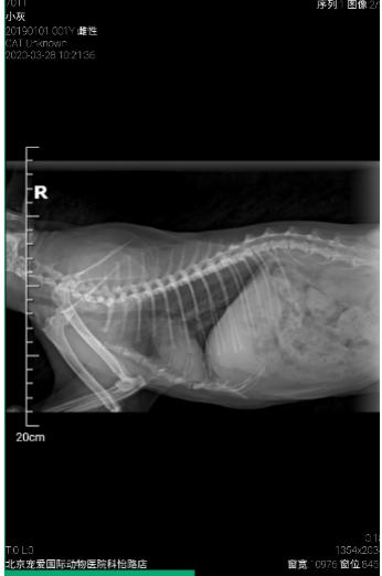猫咪耳廓有个鼓包是怎么回事,猫咪耳根部长了个大包