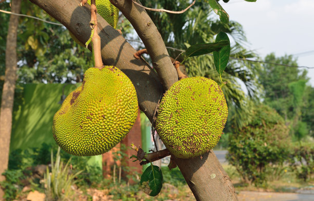菠萝蜜知识科普 (好的菠萝蜜是什么样子的呢)