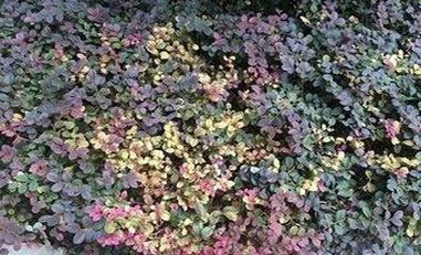 红花檵木盆景的鉴赏与制作管理,红花木槿造景