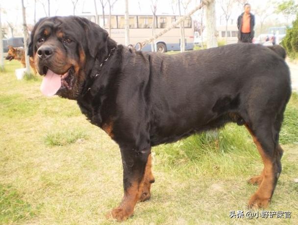 罗威纳护卫犬是哪里的警犬,罗威纳犬适合当警犬军犬