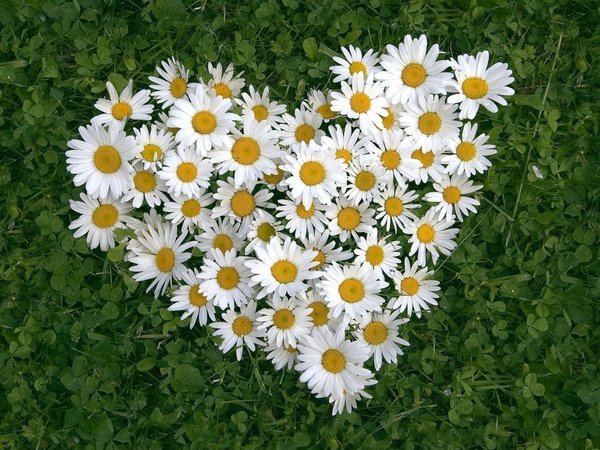 花寓意送花指南,送什么花寓意前程似锦