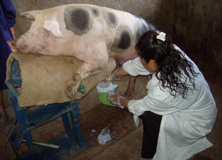 猪人工授精技术的推广与应用,浅谈猪人工授精技术