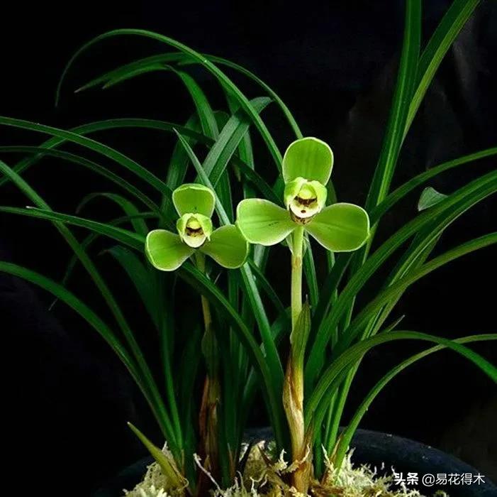 兰花国家级濒危珍稀物种布袋兰,国家保护植物兰花品种介绍