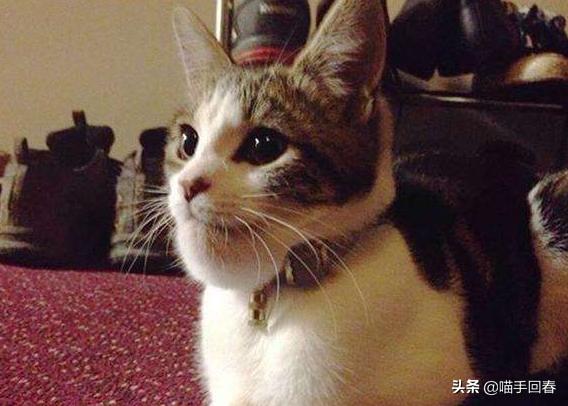 猫咪被蜜蜂蜇自己抓破了,猫咪被蜜蜂蛰了找不到刺