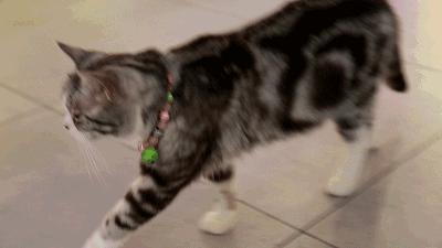 吃饭玩耍一体店,吃饭撸猫二选一