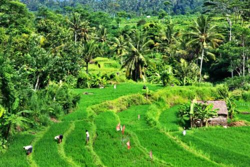 柬埔寨盛产稻米吗,柬埔寨最好的大米品种