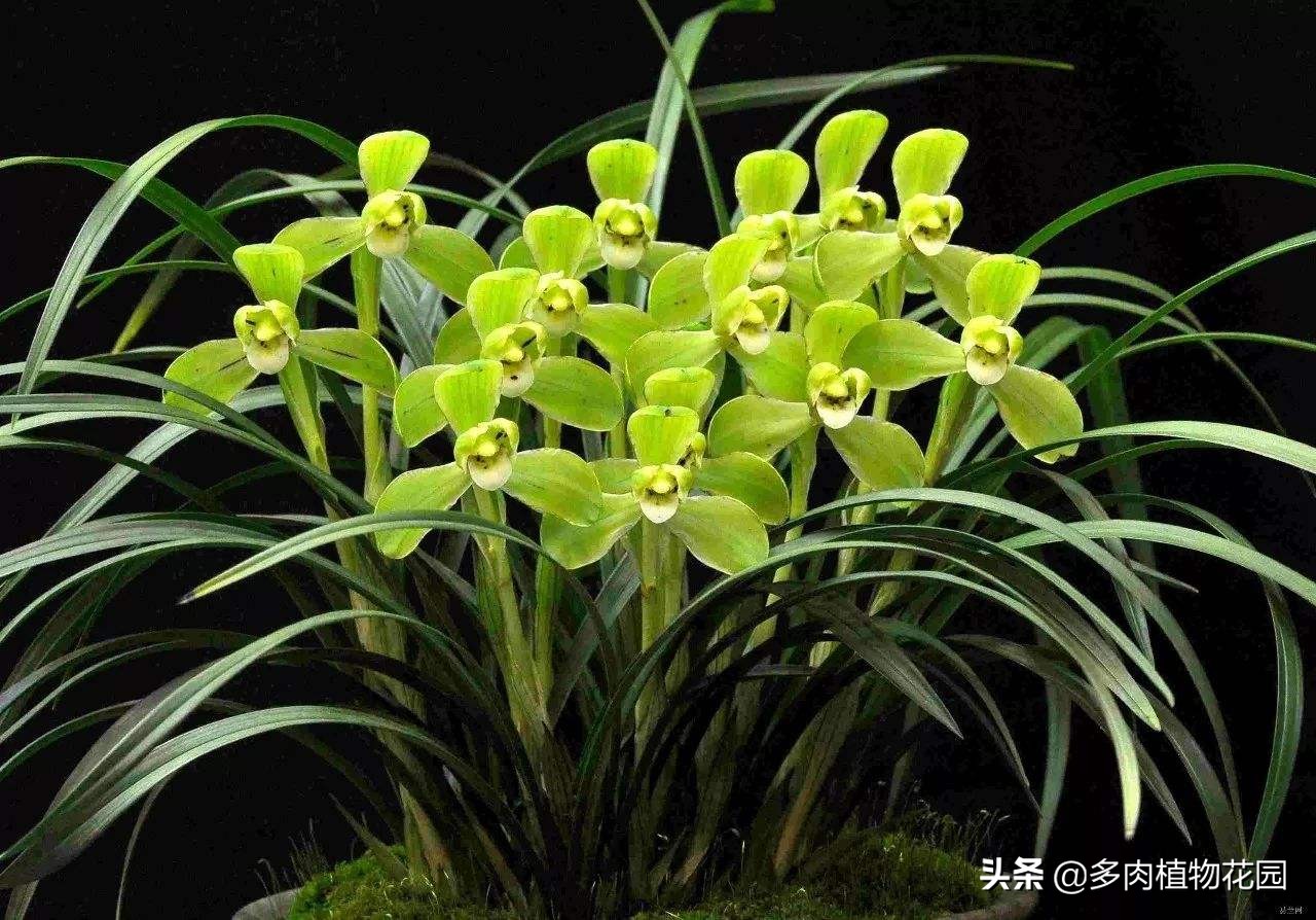 水仙花是我国的十大名花之一,桂花是我国的十大名花之一