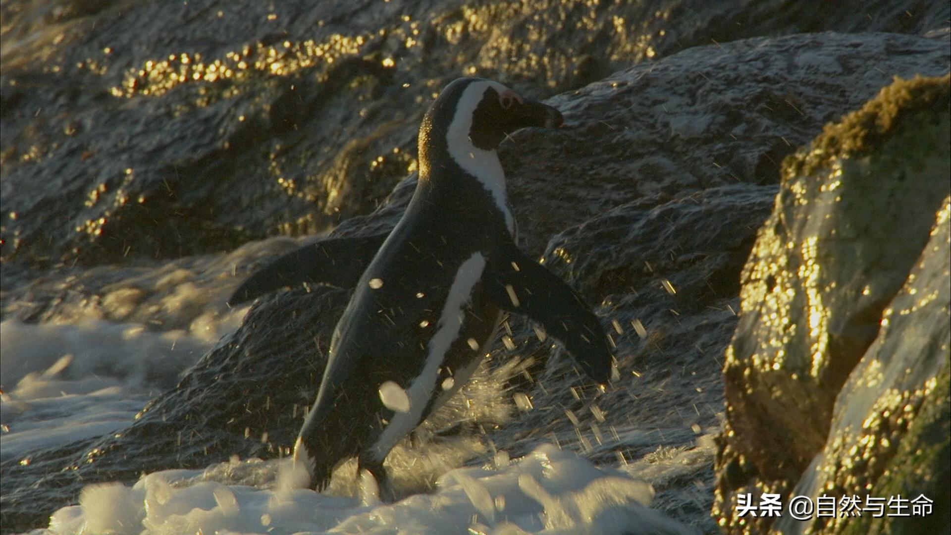 每日动物档案之非洲企鹅