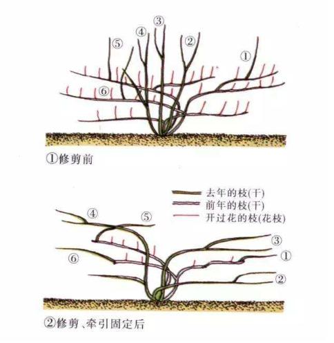 藤本月季冬季可以全剪吗,藤本月季秋天可以重剪