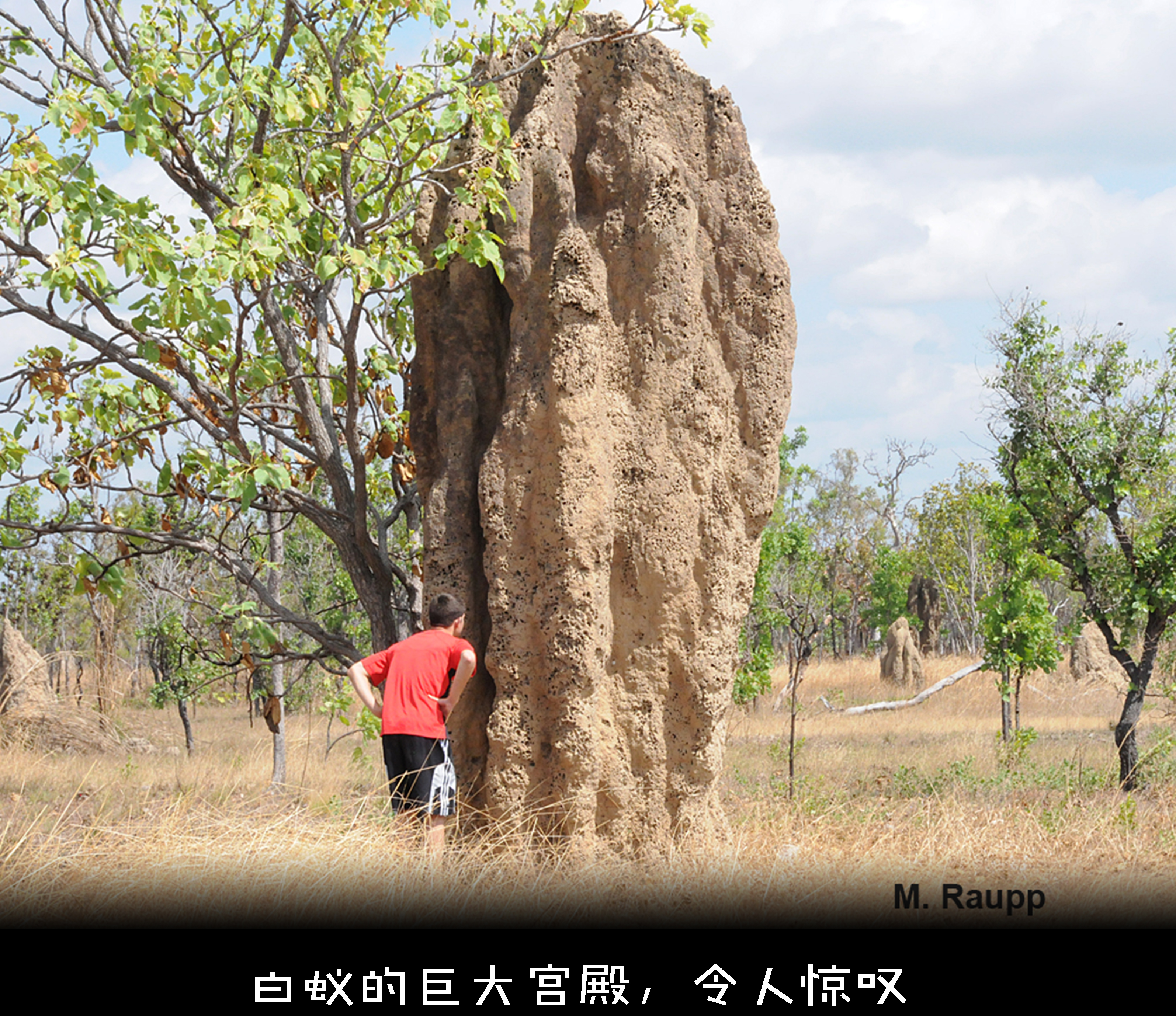 蝗虫有什么特别之处,蝗虫什么情况下有毒