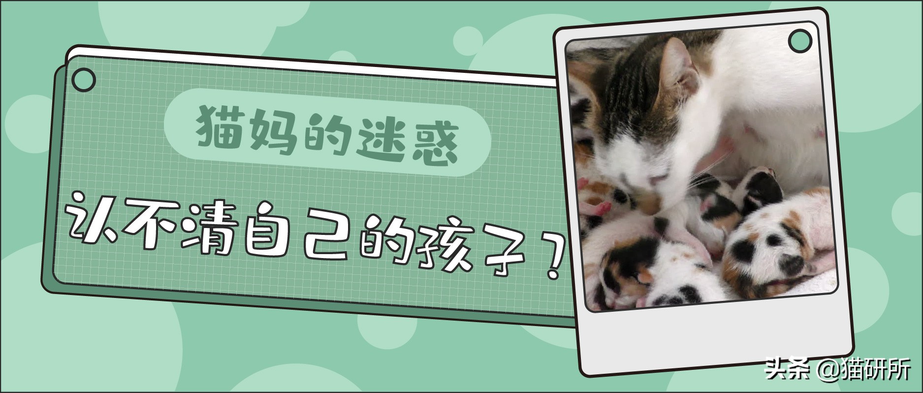 捡到的流浪小猫还能还给猫妈妈呢,从路边捡回来的小猫咪该怎么照顾