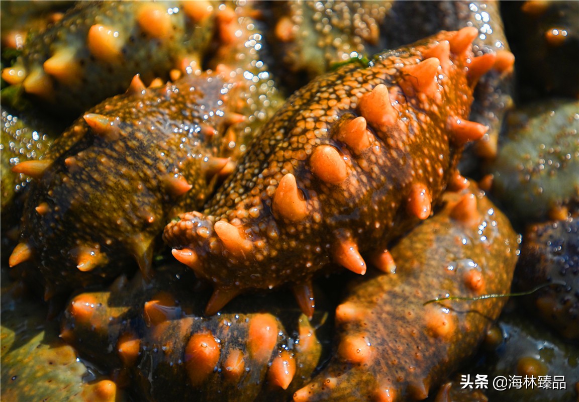 探秘海参的捕捞过程,野生海参采捕视频大全
