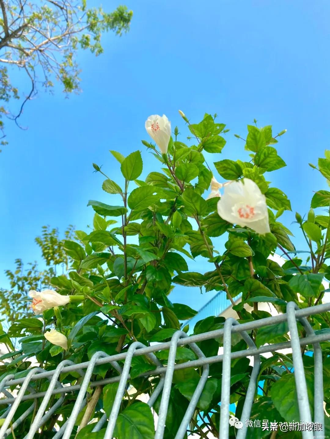 扶桑花和木槿花的区别图片,扶桑木槿花图片