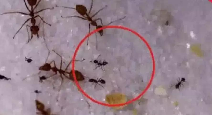 南宁邕江红火蚁,被广西红火蚁咬了怎么办