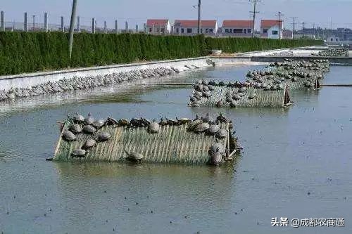 甲鱼养殖几年才能产卵,甲鱼有几种养殖方法